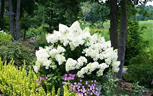 Plant in a Box - Hortensie- Hydrangea paniculata 'Bobo'- Höhe 25-40cm -Topf 19cm - Winterharte Gartenpflanze
