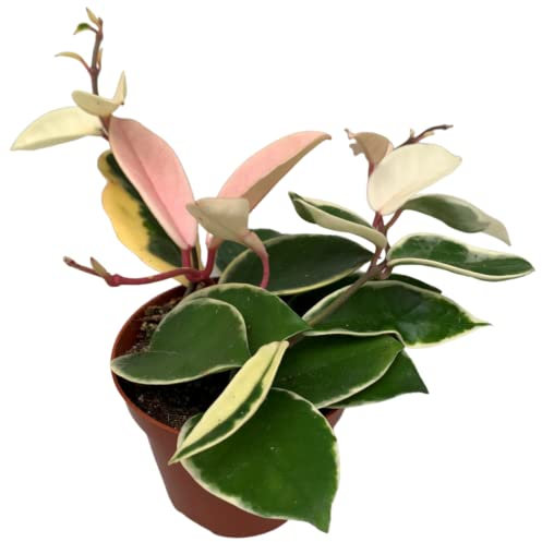 Hoya carnosa albomarginata Krimson Queen Trailing Easy Care House Plant in 11cm Pot