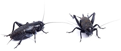 Livefoods4u Small Black Crickets (4-5mm) - Live Food for Reptiles (Pre Pack Approx 250)
