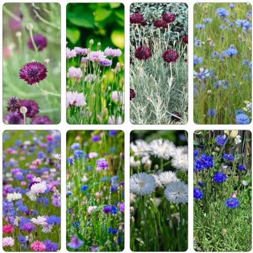 semi Fiordaliso perenni di resistente silvestre di balcone reale decorazioni giardino per esterni decorazione balcone 350pcs
