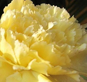 100 teile/beutel, nelkensamen, dianthus caryophyllus, topfpflanzen, pflanzjahreszeiten, blühende pflanzen