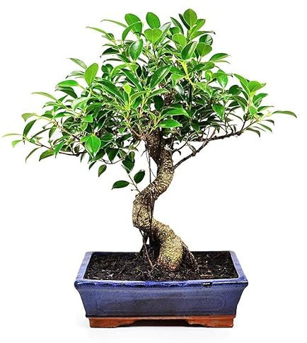 Ficus Retusa Natural Bonsái de Ginseng Árbol de Fácil Cuidado
