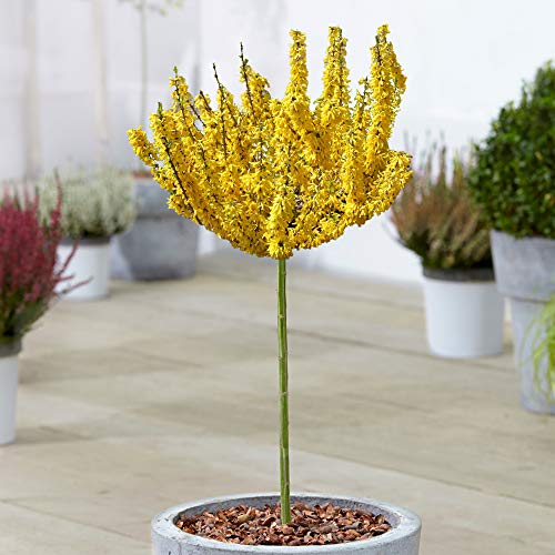 Forsythia Nimbus Baum | Getopfter Laden von Sugar Baby Laubzierbäumen | Standardstamm Lollipop Baum | Gartenpflanzen im Freien (70-80cm (inkl. Topf))
