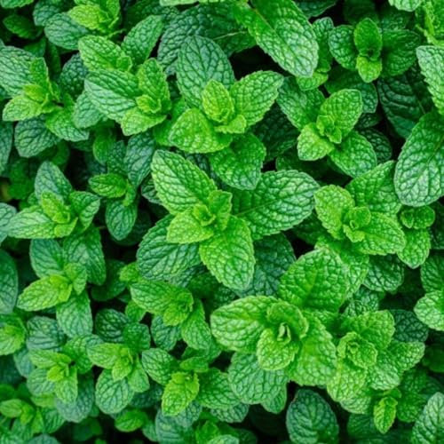 Applemint Seeds - 400 Fresh Apple Mint Herb Seeds – Plant and Grow Your Own Herbs in Greenhouse, Garden, Polytunnel, Growbags, Pots or Containers by Meldon Seeds UK