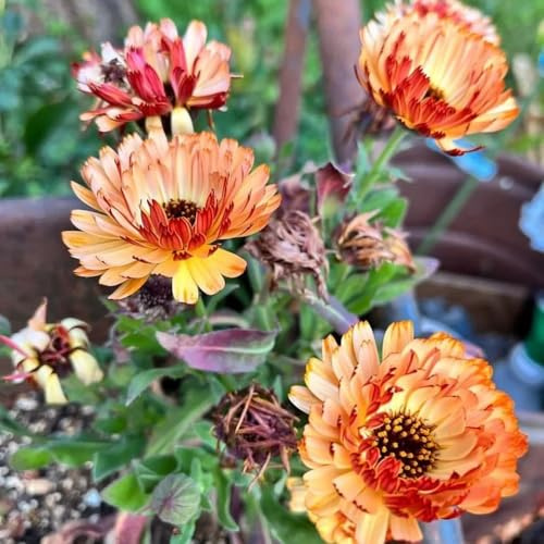 Semillas de caléndula officinalis - para los amantes de las Semillas de caléndula - Las de jardín de rocas son resistentes 200pcs