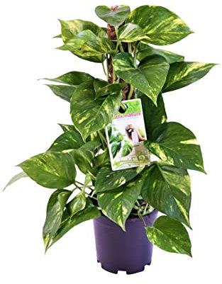 DECOALIVE Pothos Tutor 50cm Epipremnum Epipremnum Aureum Planta Natural