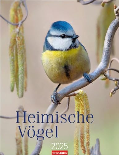 Heimische Vögel Kalender 2025: Wandkalender mit 12 Fotografien heimischer Vogelarten. Tier-Kalender 2025 zum Aufhängen. Foto-Kalender mit Monatsübersicht. 30 x 39 cm (Tierkalender Weingarten)