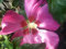 Hibiskus, Garteneibisch `Woodbridge´, 40-60cm im Topf
