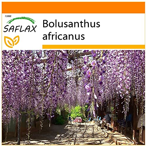SAFLAX - Garden in the Bag - Afrikansk Blåregn - 15 Frön - Med underlag i en passande resväska - Bolusanthus africanus