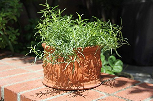 Pinkdose® Herb Seeds Garden - French Tarragon Aromatic Herb Kitchen Garden Pack by