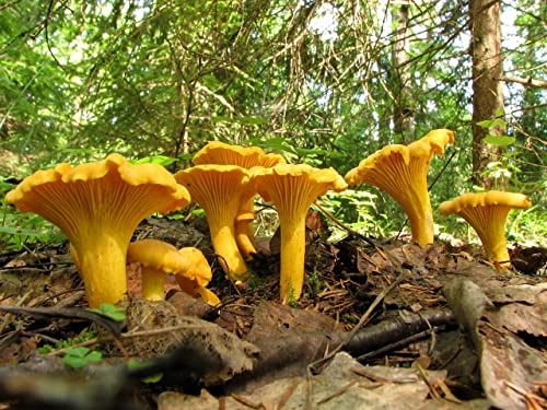 SeedsUP - 100+ Chanterelle Mushrooms Golden Mycelium Spawn Spores - Mushroom Yellow