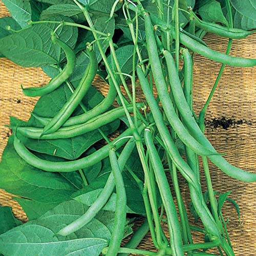Climbing French Bean Plants, Grow Your Own Vegetable Pack of 3 Garden Ready Plants in 10.5cm pots