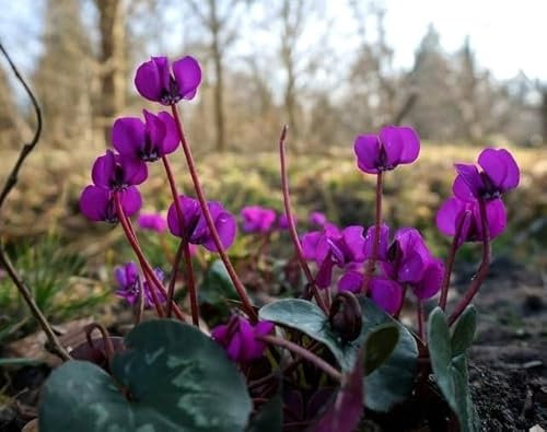 100 graines de fleurs de cyclamen violet fraîches et neuves