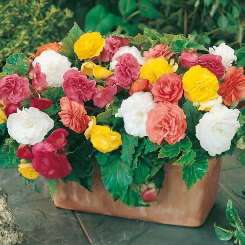YouGarden Begonia Non Stop Hanging Basket and Bedding Plants, Pack of 12 Jumbo Plugs