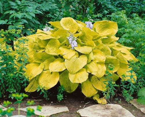 Hosta sieboldiana 'Zounds' 11 cm Topf – Winterhart, Mehrjährig, Pflegeleicht – Funkie – Staude für Schattenbeet & Rabatte