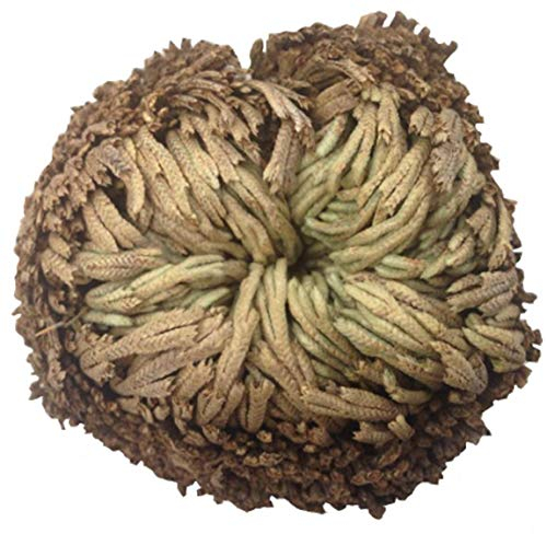 AMOYER Auferstehung Pflanze Rose Von Dinosaurier-Pflanze Air Fern Spike Moss Live-Selaginella