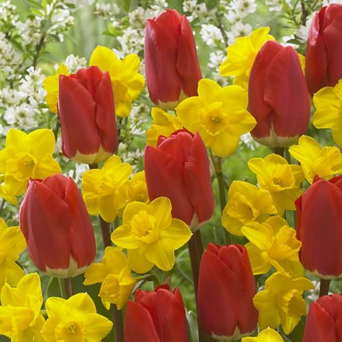 YouGarden Tulip and Narcissus Collection, Set of 50 Bulbs, Including 25 Early Red Tulips and 25 Narcissus Tete a Tete, Spring Flowering Bulbs for Red and Yellow Blooms, Grow in Pots or Gardens
