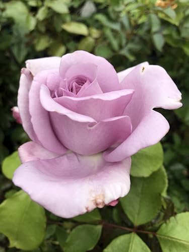 Lilac Purple Mauve Hybrid Tea/Floribunda Bush Rose Plant in A 3 Litre Pot