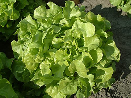 Lot de 500 Graines de Laitue Feuille de Chêne Blonde à Graine Noire - Variété Populaire, Massive et Fondante - Facile à Cultivée - Naturelle - Garantie Germination - Semences 100% Reproductibles