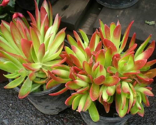 Graines de fleurs de cyclamen 100 pièces blanches