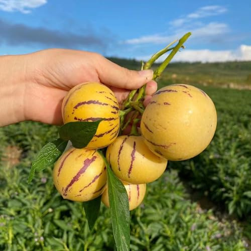 Pera melone, semi di pera melone - da balcone vecchie varietà da frutto nani, resistenti frutto colonnare esotico acquistare raro frutteto colonnari 50pcs
