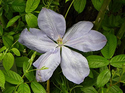 Clématite Mrs Cholmondeley