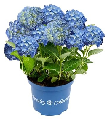 Hortensia Azul Arbusto Natural con Flores Elegantes y Frondosas