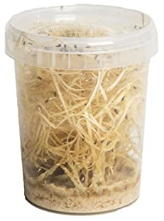 The Mealworm Company LIVEFOODS DIRECT Large Fruit Flies Culture, reptile and bird food Flightless