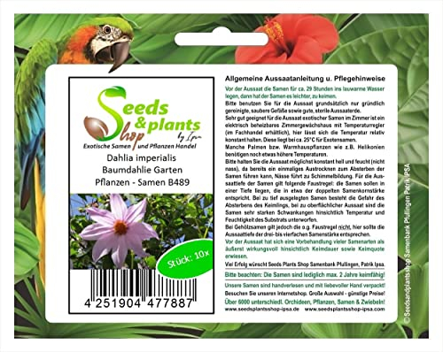Pcs - 10x Dahlia Imperialis Baumdahlie Glockenbaumdahlie Jardin Plantes - Graines B489 - Seeds & Plants Shop by Ipsa
