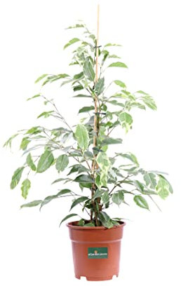 Pianta di Ficus Benjamin Golden King pianta da interno pianta di Ficus Benjamin Golden King ornamentale Pianta vera in vaso 17 cm venduta da eGarden.store
