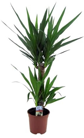 Exótica Yucca de 2 Troncos - Planta Viva Ideal para Purificar el Aire de tu Hogar
