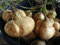 Portal Cool Mejores Jícama 25 Semillas, jícama, patata mexicana, nabo, Planting Seeds