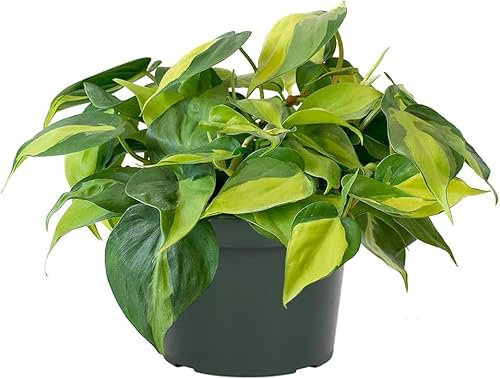 Filodendro Brasil Planta Natural Filodendron Hojas Verdes y Amarillas