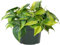 Filodendro Brasil Planta Natural Filodendron Hojas Verdes y Amarillas