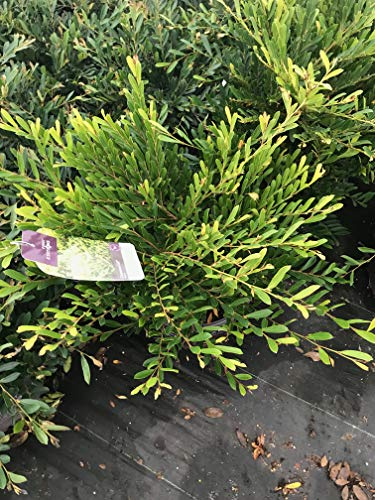GARDENSOYVEY Cinnamon Girl DISTYLIUM (Distylium 'PIIDIST-V' PP27, 631)