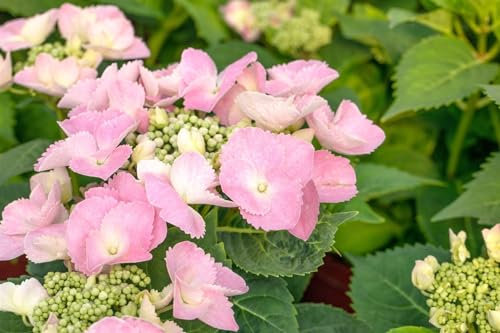 Hydrangea macrophylla 'Frisbee Pink' 50–60 cm – Winterhart, Mehrjährig, Pflegeleicht – Bauernhortensie – Zierstrauch für Beet & Kübel