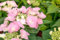 Hydrangea macrophylla 'Frisbee® Pink' 50-60 cm - Hortensie, rosa Blüten, Blütezeit Juni-September, ideal für Kübel, pflegeleicht und winterhart