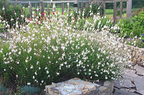 3 x Gaura lindheimeri 'Whirling Butterflies‘ (Stauden/Staude/Winterhart/Mehrjährig) Prachtkerze weiß - Dauerblüher - Schwebende Blüten, die wie Schmetterlinge wirken - von Stauden Gänge