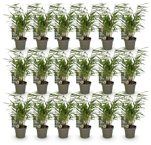 Green boutiQ - Bambou - Fargesia Rufa - Persistant - Non envahissant - Vert - 18 Plantes - Pot 14cm - Hauteur 35cm