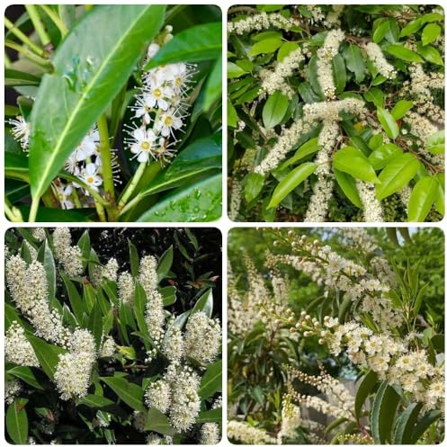 Semillas de laurel cerezo, Prunus laurocerasus, perennes resistentes Las de laurel cerezo son resistentes, Variedades antiguas de jardín 50pcs