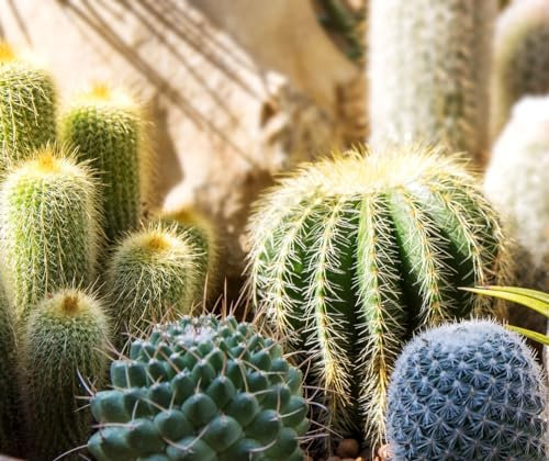 Semi PIANTE GRASSE CACTACEE MIX In Busta Ermetica MADE IN ITALY Qualità superiore con 95% di germogliazione con istruzioni