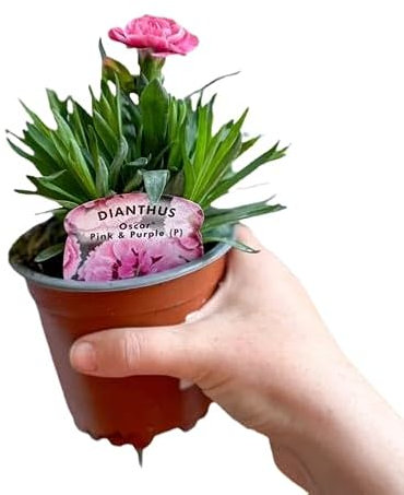 Clavel en Maceta - Planta Natural con Flores Perfumadas, Resistente y de Fácil Cuidado, Ideal para Patios y Balcones