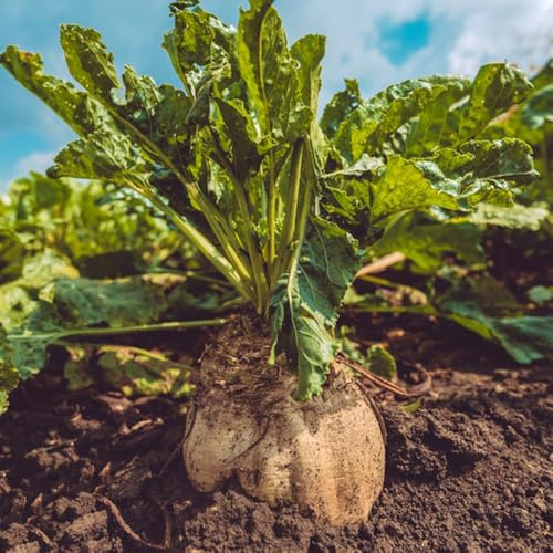 semi di barbabietola da zucchero appartamento esotiche barbabietola biologici resistenti per il giardino 200pcs