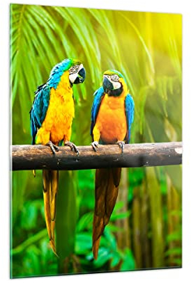 Bilder auf Glas Papageien Collorful Natur Vögel Glasbild 50x70cm Wandbilder Dekoration Wohnzimmer Schlafzimmer Küche Deko Klein Wanddeko Bild im Glas Wand Kunstdruck Art Modern Wall GPA50x70-2696