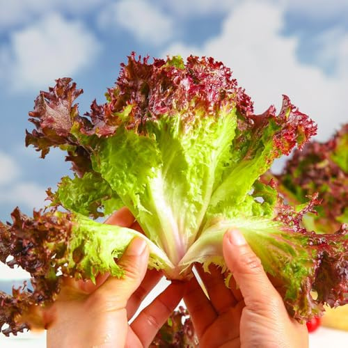 pflücksalatsamen winterhart,salat, frischer outdoor garten balkon dekoration kopfsalat draußen alte sorten 1000pcs