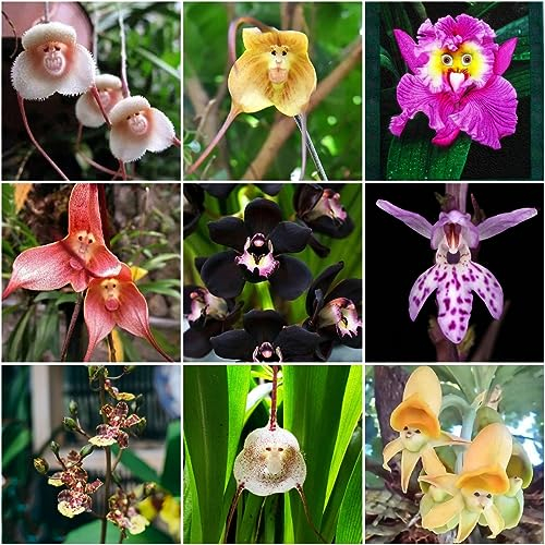 150 pcs orchideen winterhart samen - wildblumensamen topfpflanzen orchidee,Cymbidium zimmerpflanze frühlingsblumen saat dekoration wohnzimmer flowers blumendeko dachbegrünung