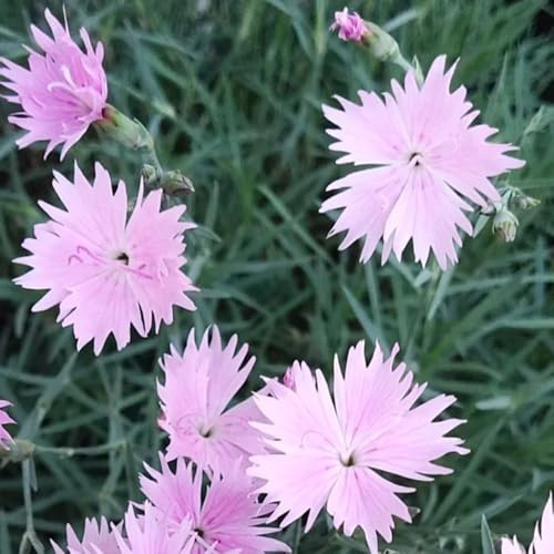 Semi di garofano dolce, Vecchie varietà resistenti giardino 50pcs