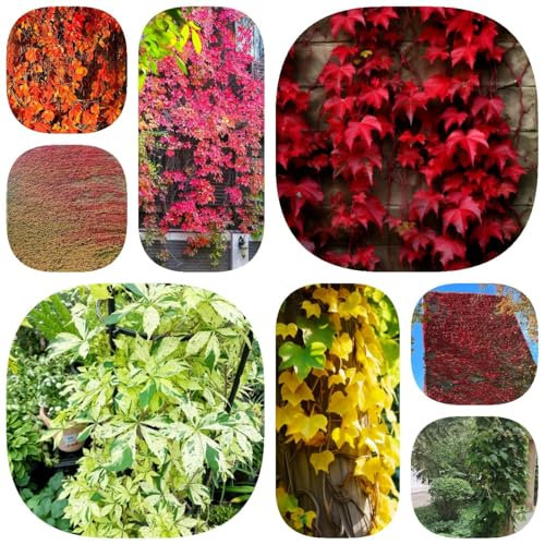500 piezas Semillas de plantas enredaderas de Virginia, plantas de jardín resistentes perennes plantas exóticas resistentes Parthenocissus tricuspidata - decoración de jardín para