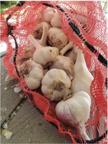 Garlic Bulbs - Organically Grown Heirloom Non-GMO Softneck Bulbs -3/4 lb (Approx. 8 Big Bulbs)- Long Storage