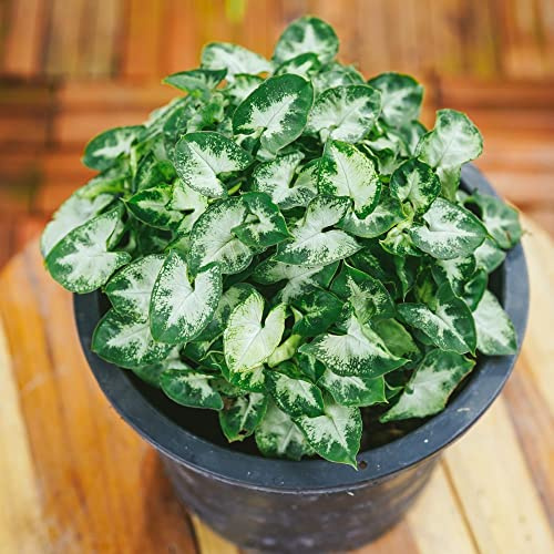 Houseplant Syngonium 'Pixie' Goosefoot Plant Syngonium podophyllum Tender Perennial Easy to Grow Your Own Indoor Jungle Tropical Indoor Foliage Plant 20cm Tall 12cm Potted Plant By Thompson and Morgan